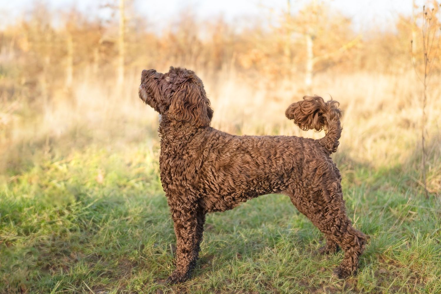 Brown curly-haired dog standing in profile against a golden autumn field background.