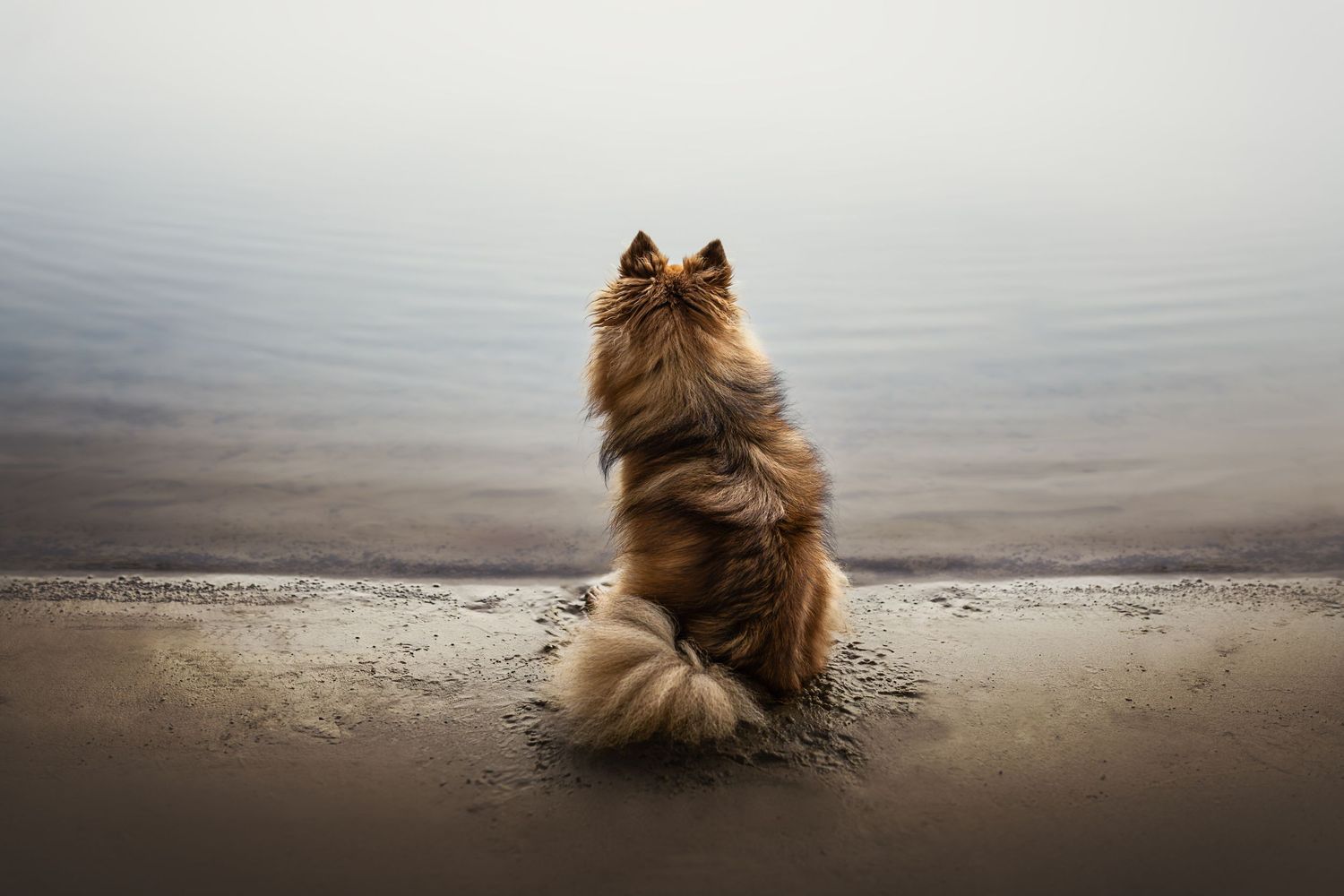 Fluffy dog sitting alone on beach watching the misty ocean horizon.