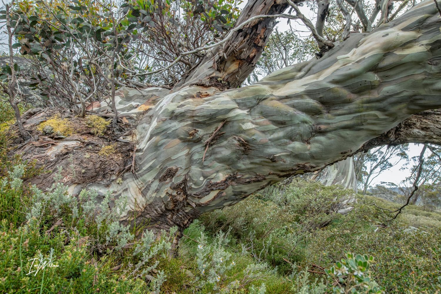 Ancient Snow gum