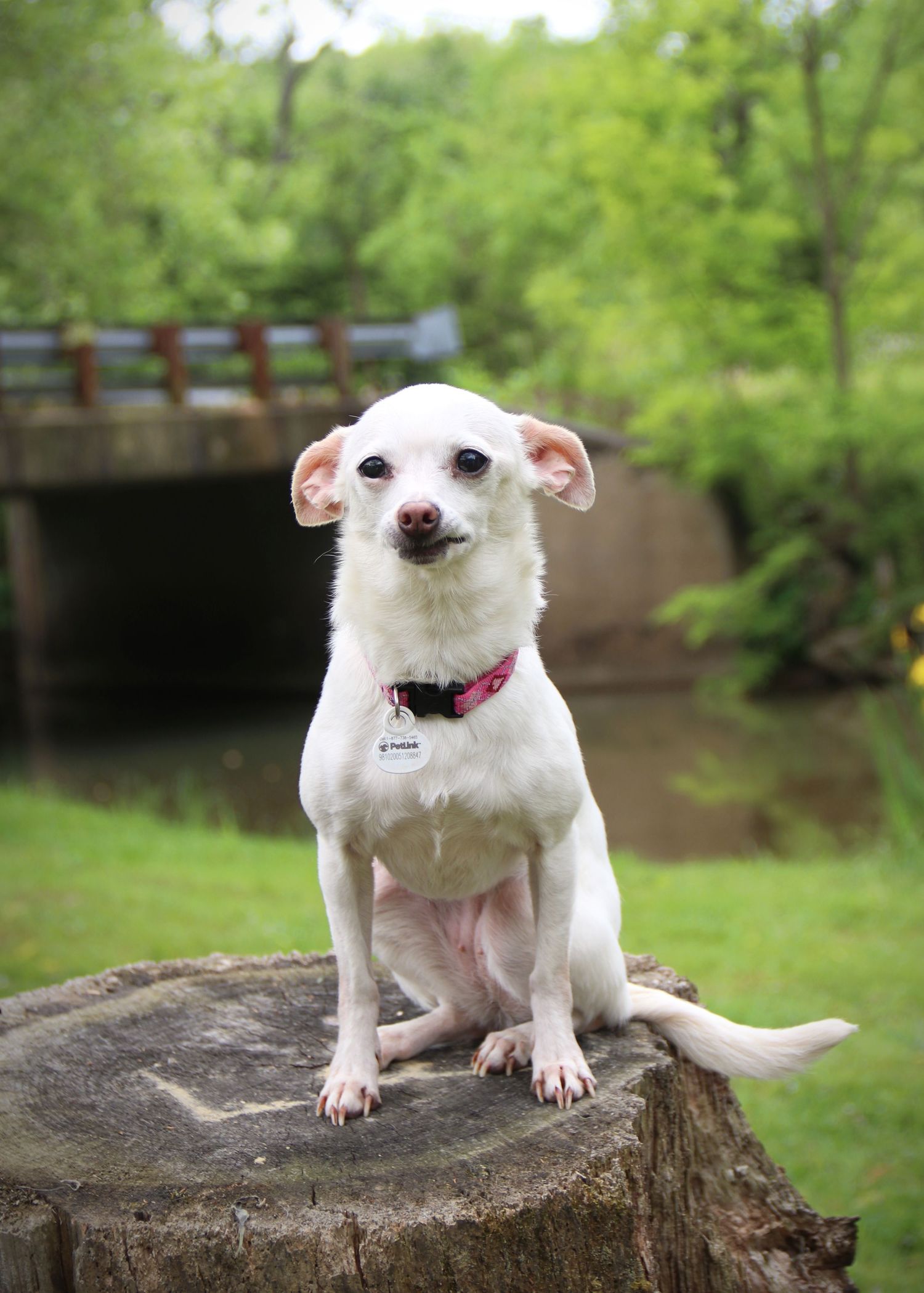 A small white dog with pink collar sits attentively on tree stump with bridge in background.