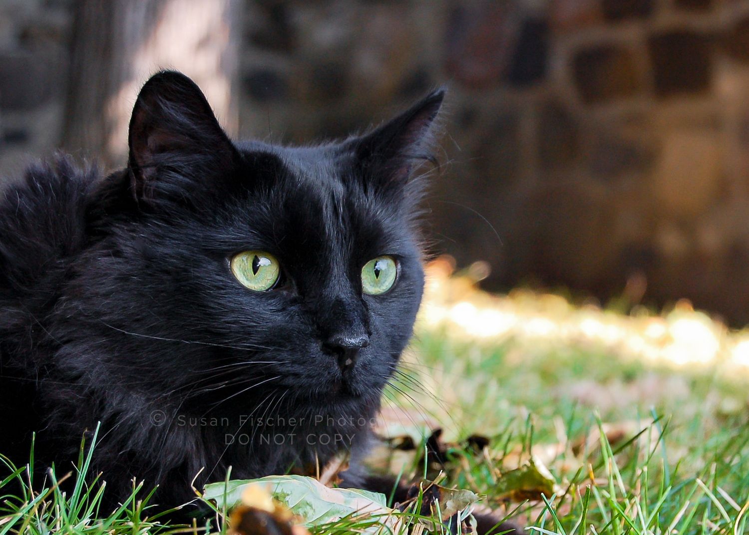 black cat with green eyes lying in grass and leaves