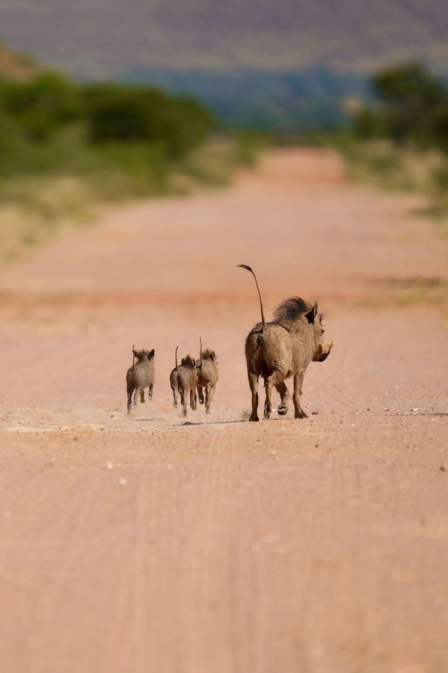 Group of warthogs walking in single file on a dirt road.