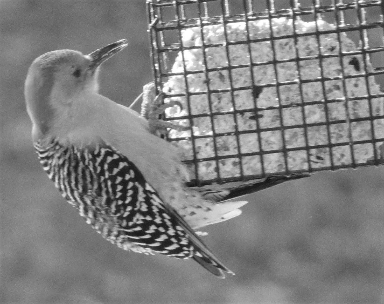 A woodpecker perched on a wire mesh fence gazes into the distance with its black and white speckled feathers visible.