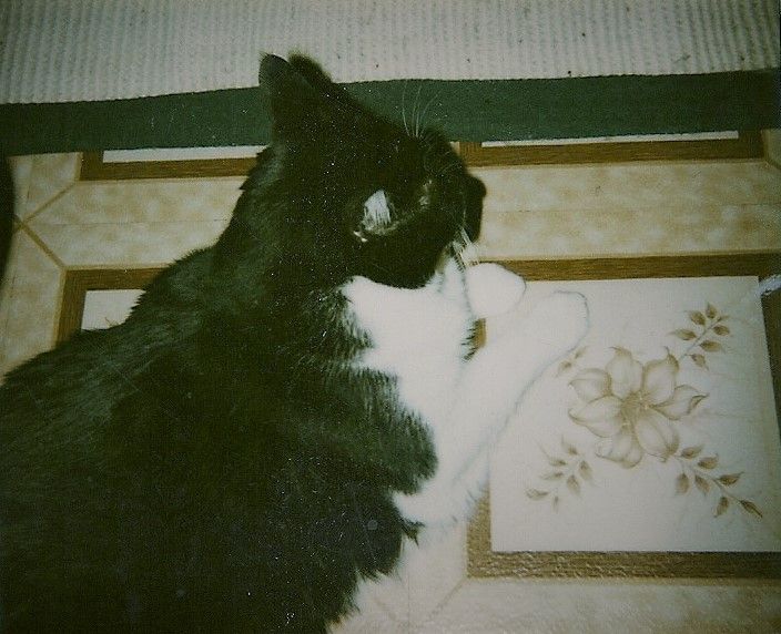 A black cat peers at artwork with floral designs in a vintage-style polaroid photograph.