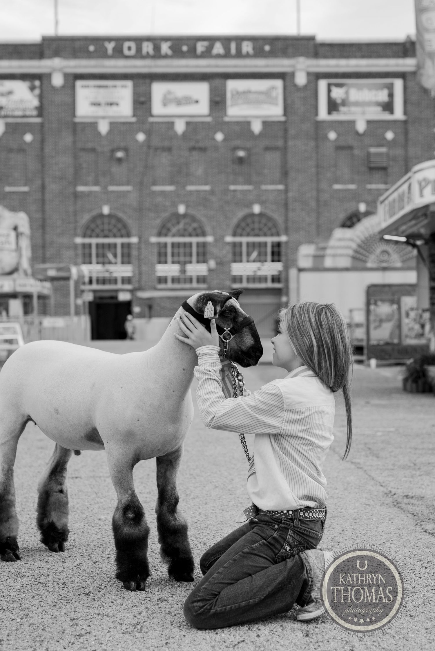 A young exhibitor grooms their white show animal outside the York Fair building.