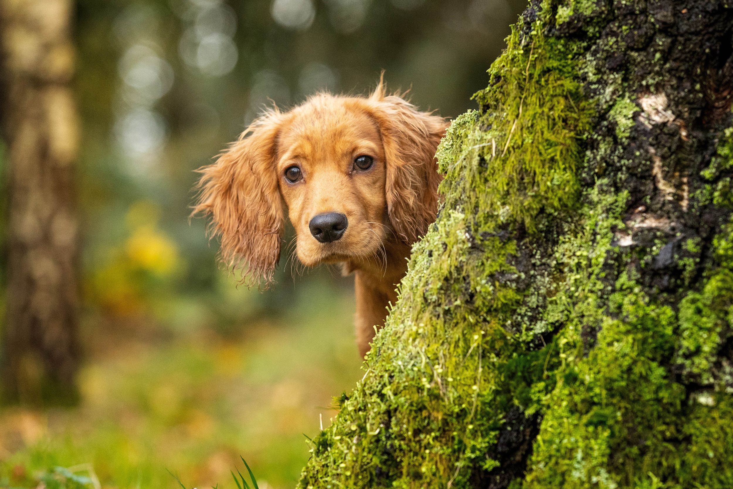 Dog Photographer Lancashire Cumbria PJL Pet Photography