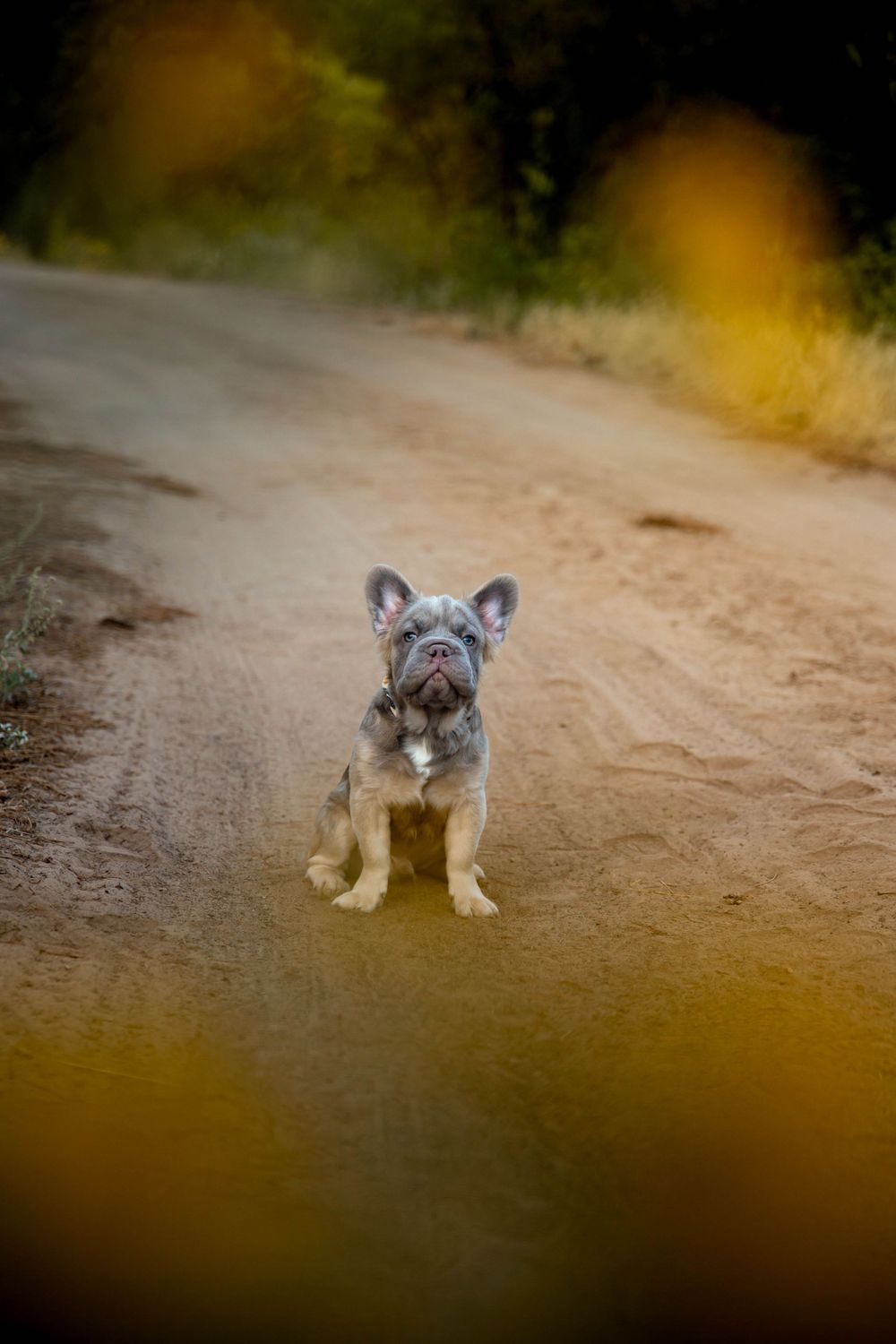French bulldog puppy sits alertly on dirt path with bokeh effect in background.