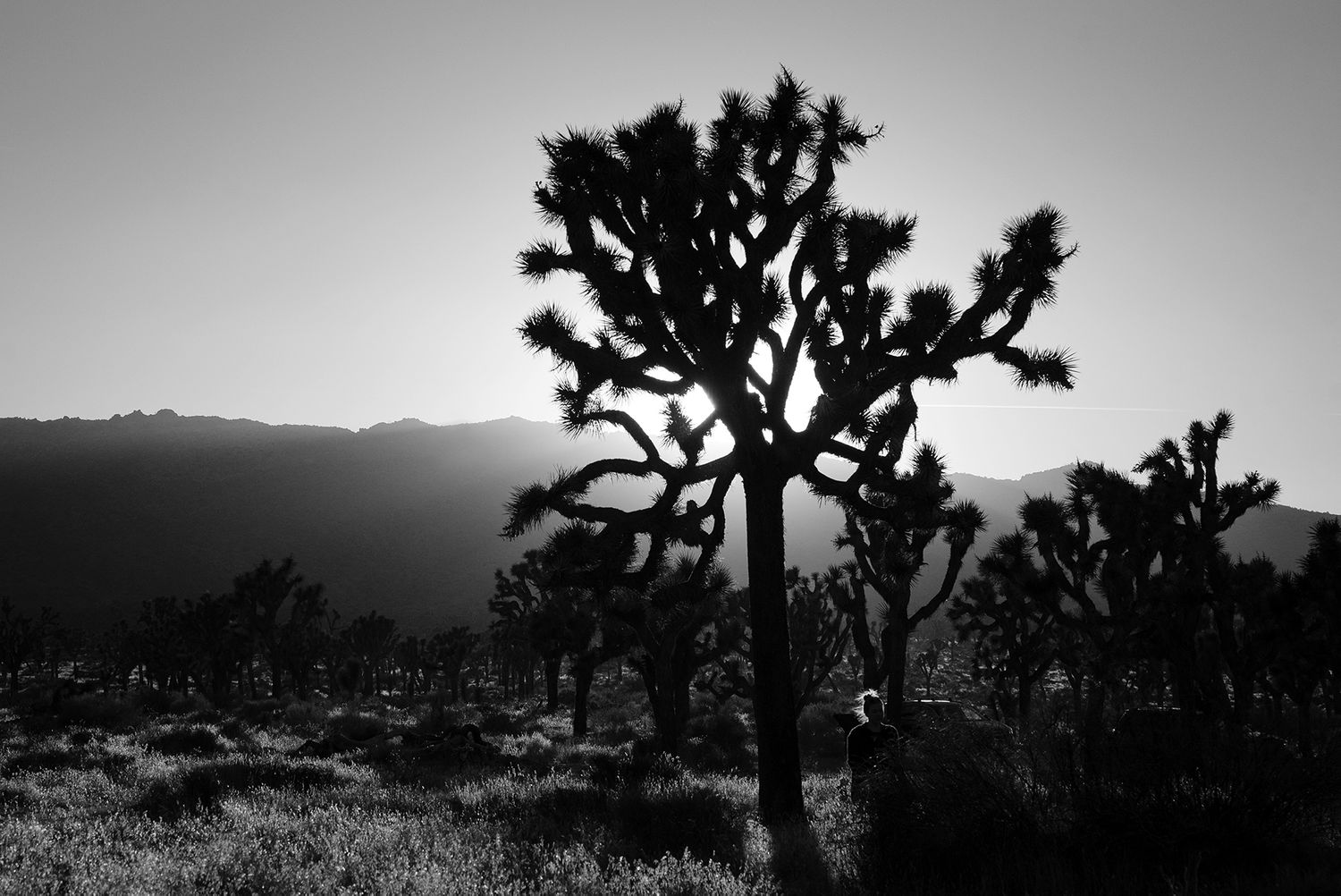 Nature photography