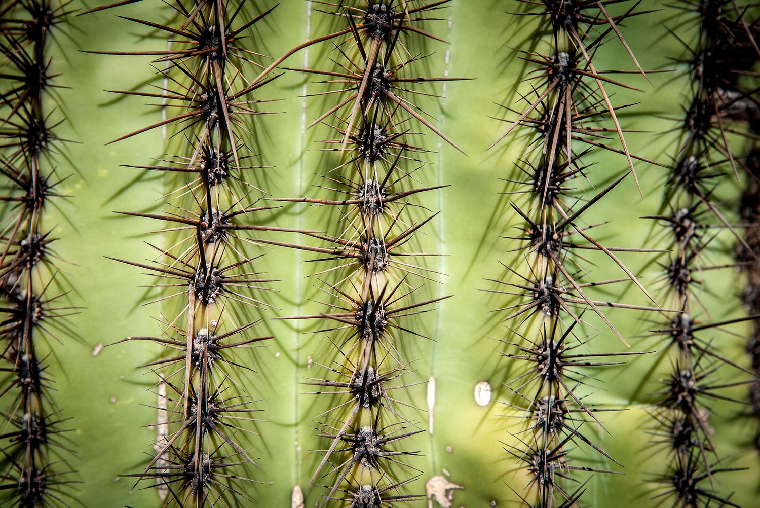 Nature photography