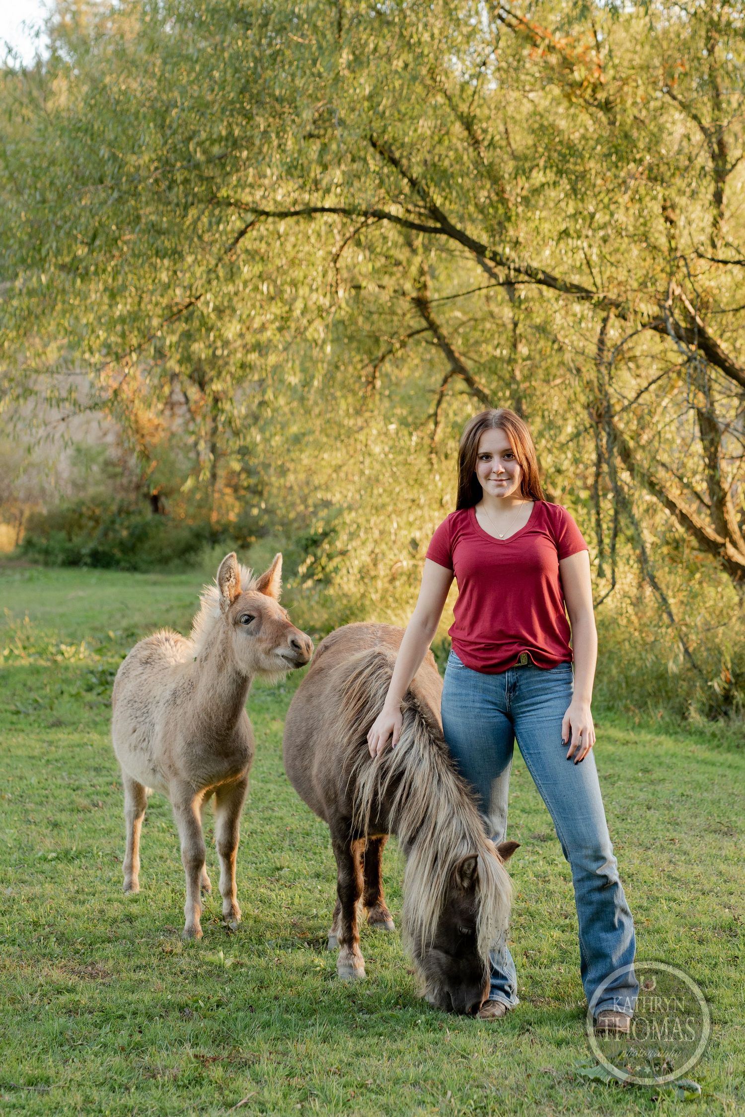 Two miniature horses graze in a grassy meadow with autumn trees in the background.