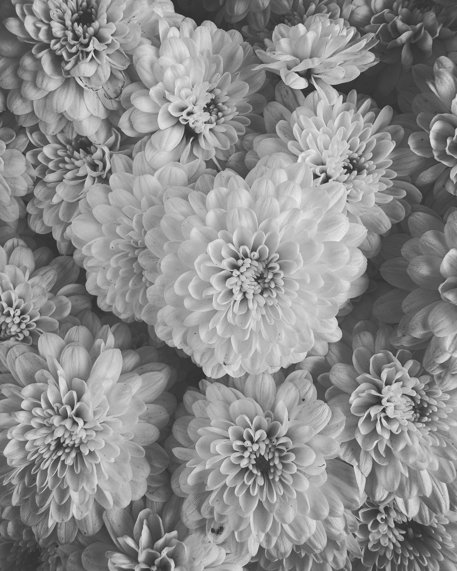 Black and white close-up of beautiful blooming dahlia flowers filling the entire frame.