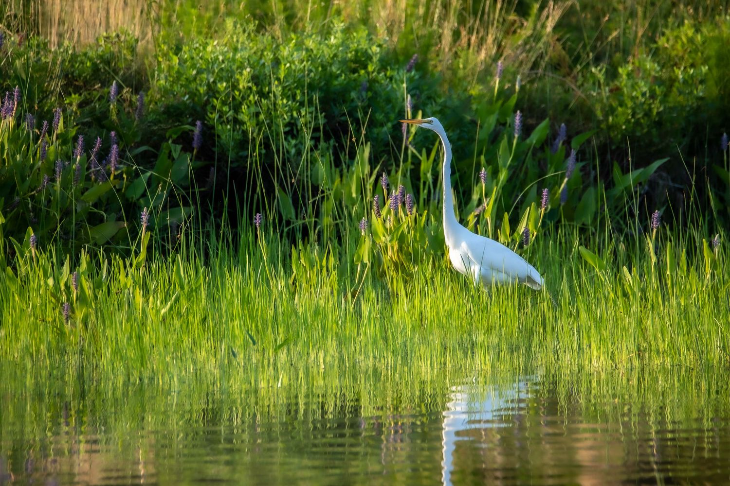 Wildlife and Nature Photography White Herron fishing in a pond