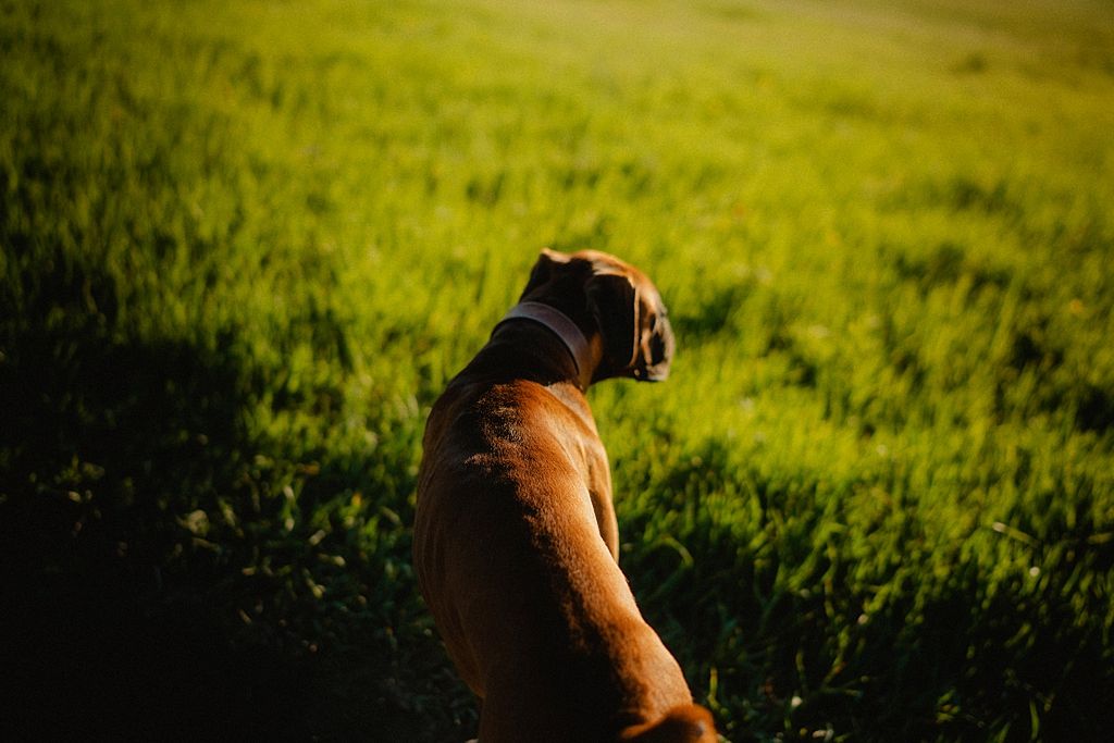 Brown dog sitting in sunlit green grass field looking into the distance.