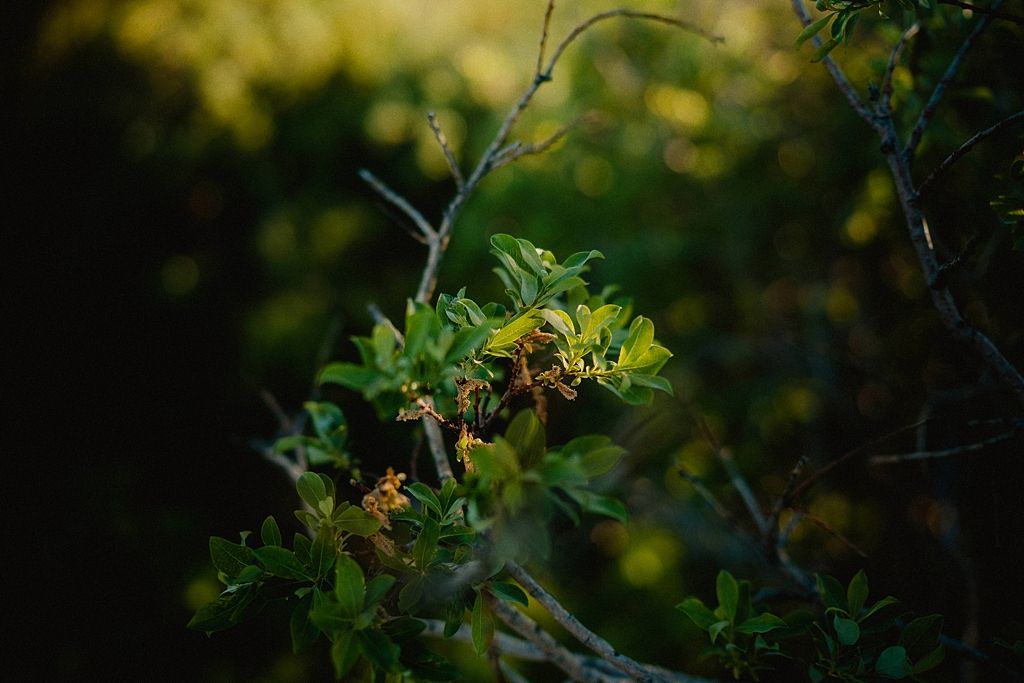 Sunlit green leaves and branches in soft focus natural setting.