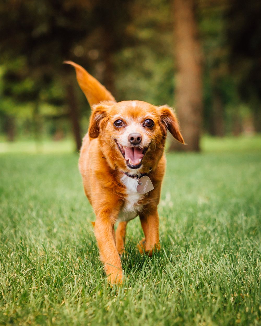 small orange dog walking towards camera in grass with pine trees in background