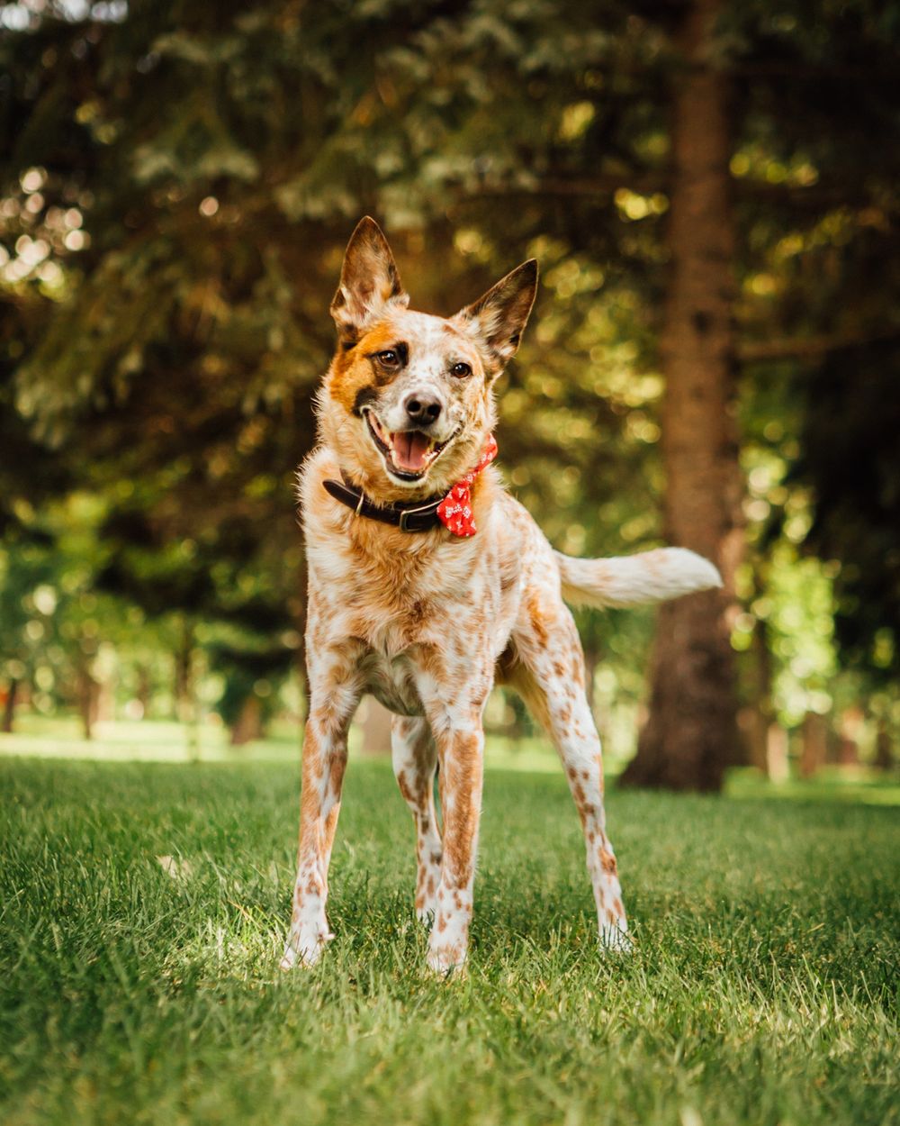 brown spotted dog with wagging tail in a grassy field with pine trees in background