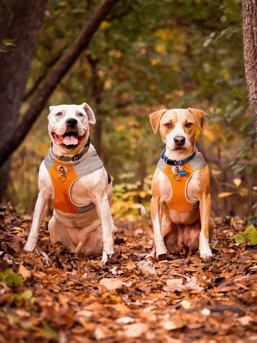 two dogs in autumn sitting on a hiking trail with leaves on the ground