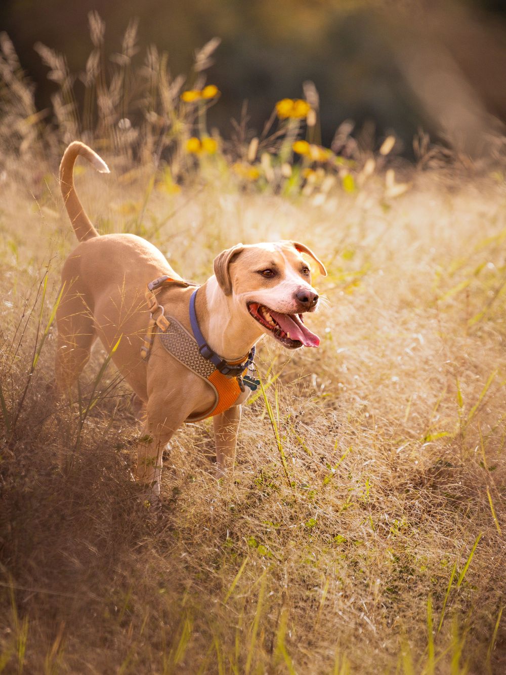 dog in a field with tall grass