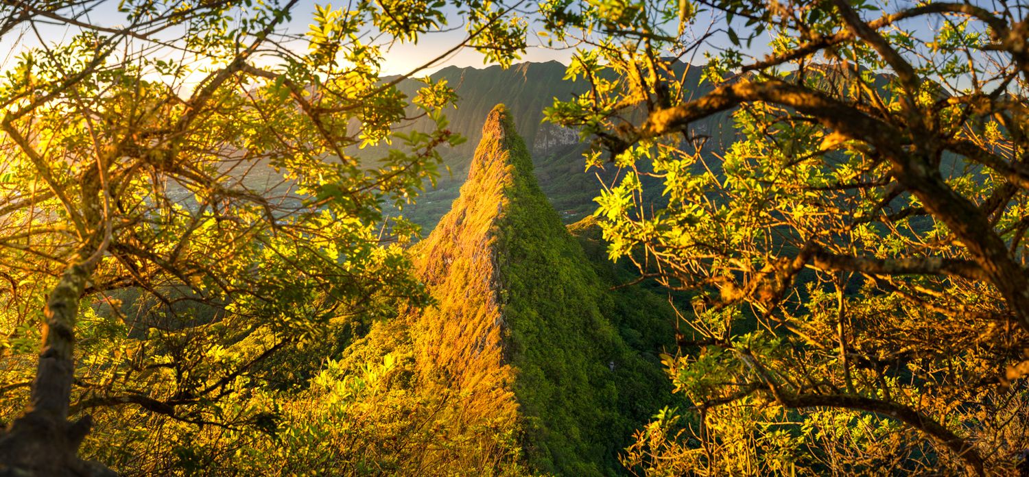Dramatic golden sunlight illuminates a steep mountain ridge through tree branches in a panoramic landscape view. Mt Olomana, Oahu
