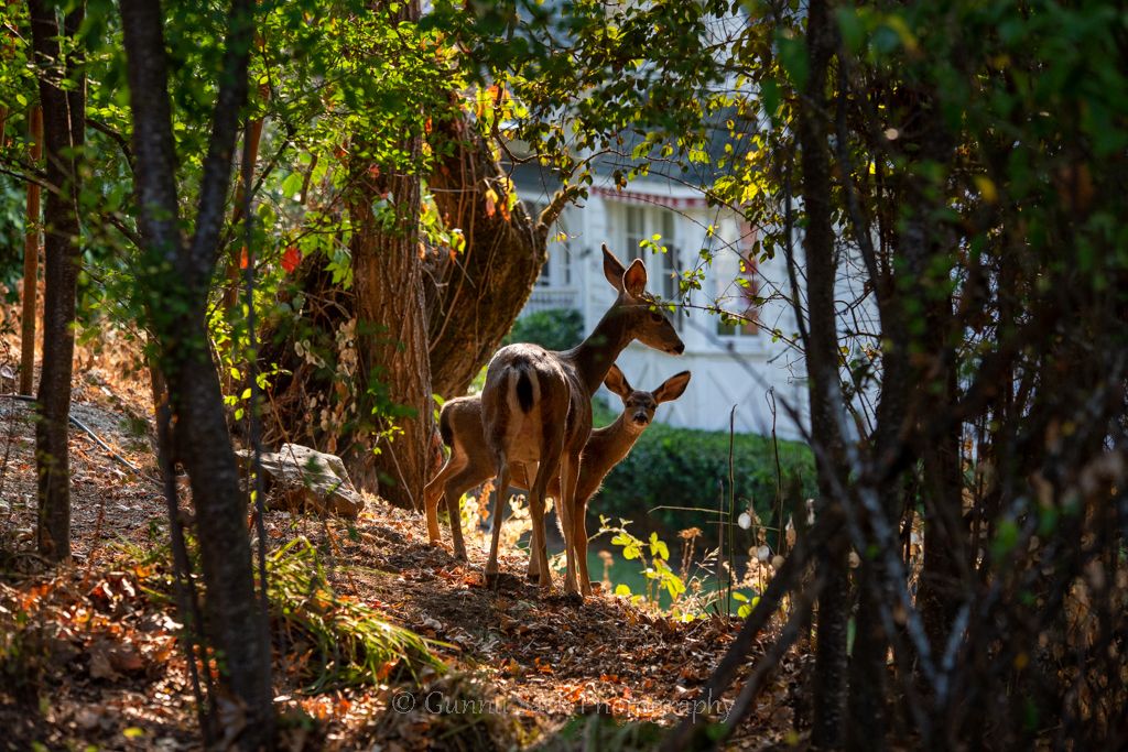 volcano ca, amador county, gunnii sack photography, baby deer