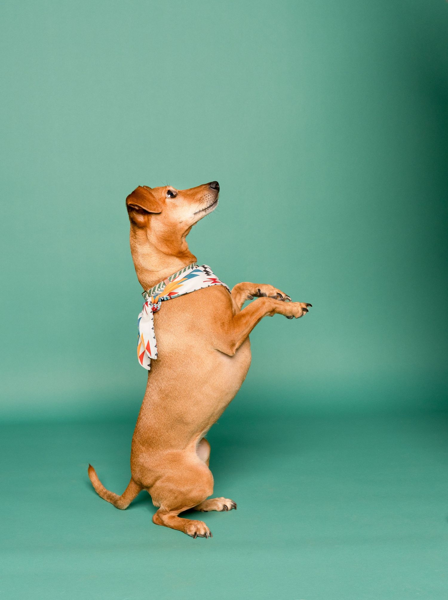 Studio Portrait of a Dachshund mix standing on back legs set against a teal backdrop in Kansas City, MO