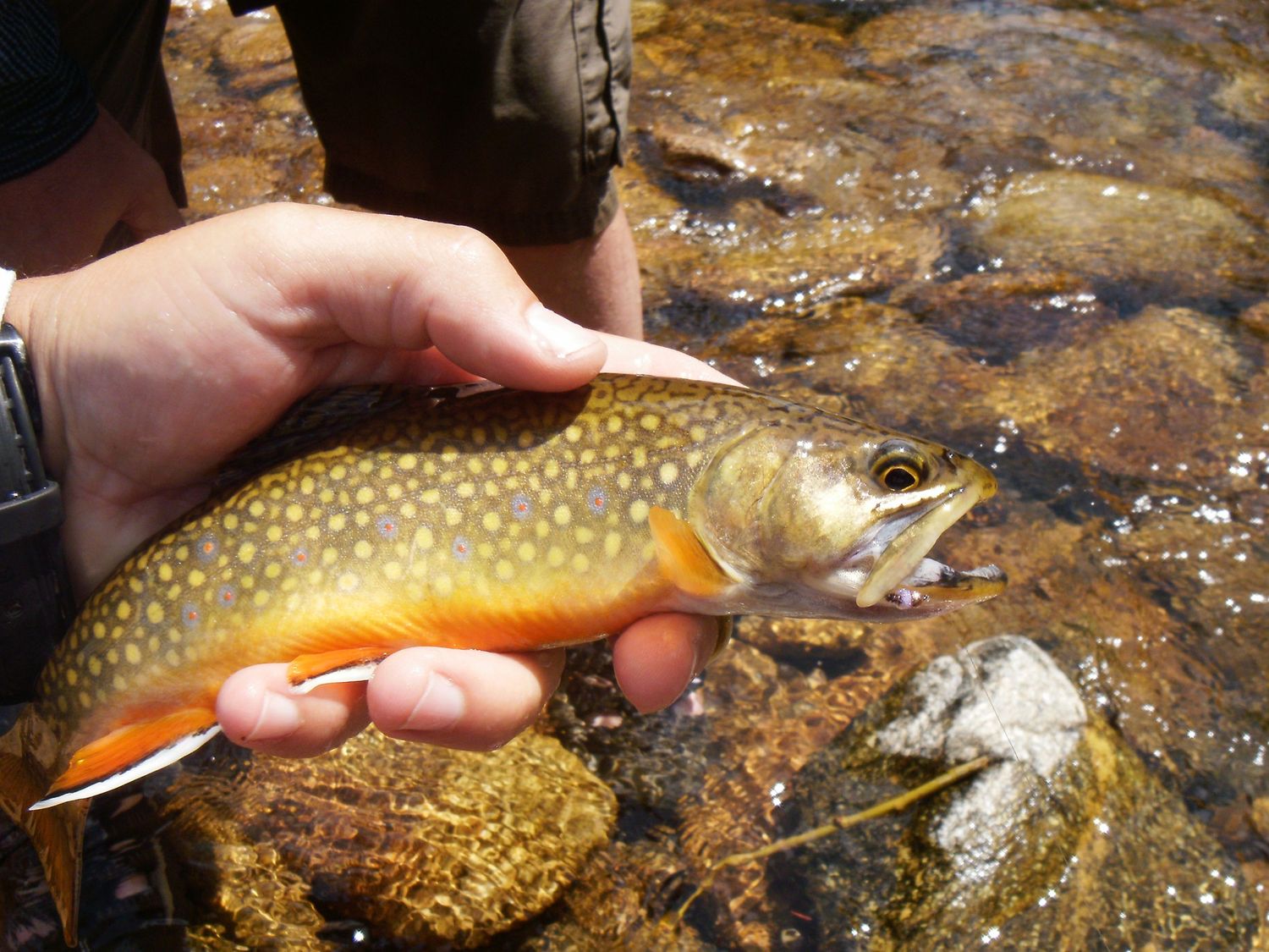 Brook trout