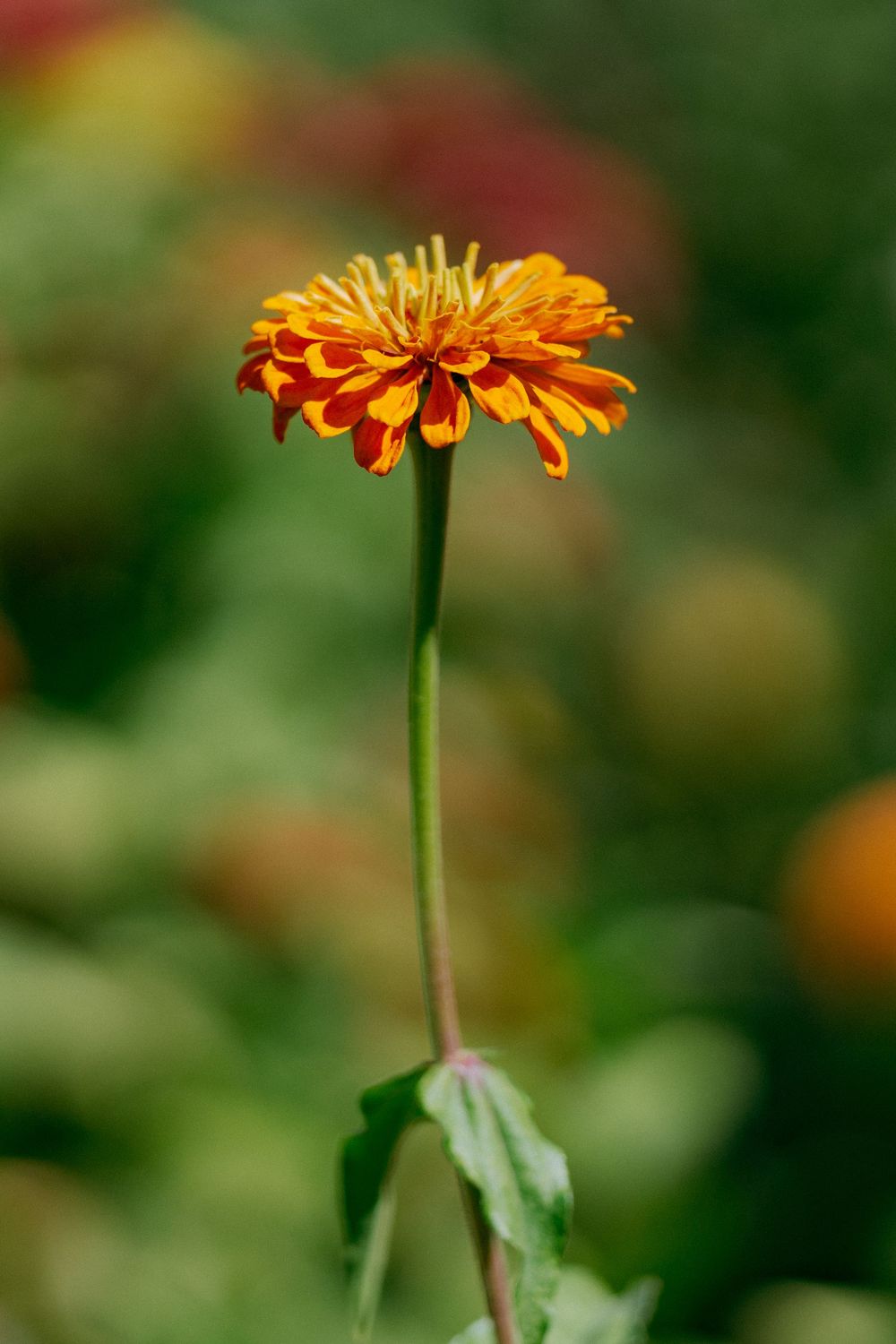 Close-up of a vibrant orange zinnia flower on a slender green stem with blurred garden background.