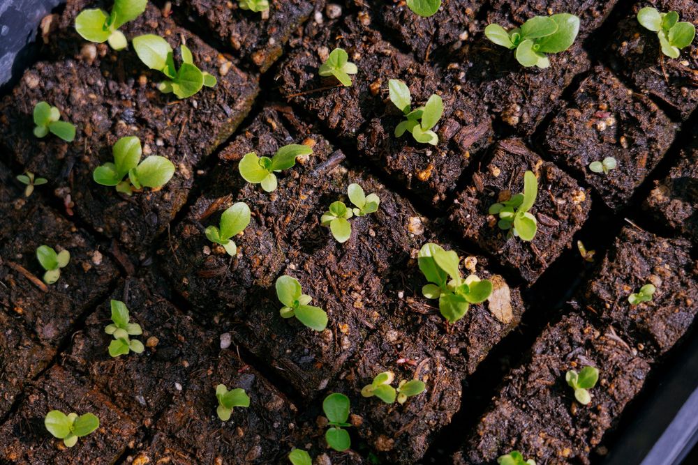 Tiny green seedlings sprouting from dark soil blocks arranged in rows in a seedling tray, ideal for gardening propagation.