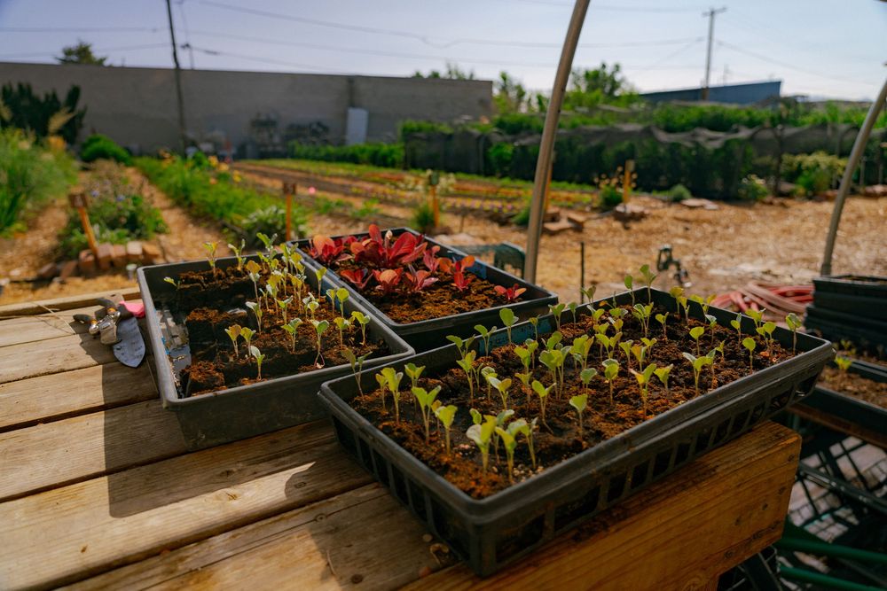 Seedling trays with young plants growing in a sunny outdoor garden nursery setting.