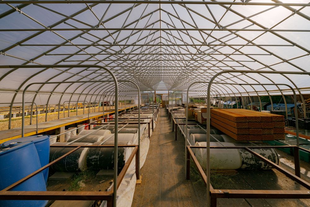 Interior of a large agricultural greenhouse with arched metal frame and rows of growing tables.