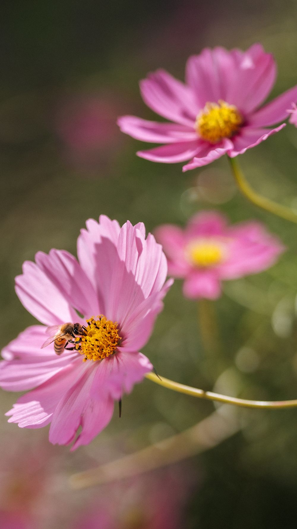 A honeybee pollinates a vibrant pink cosmos flower with yellow center, with more blooms softly blurred in background.