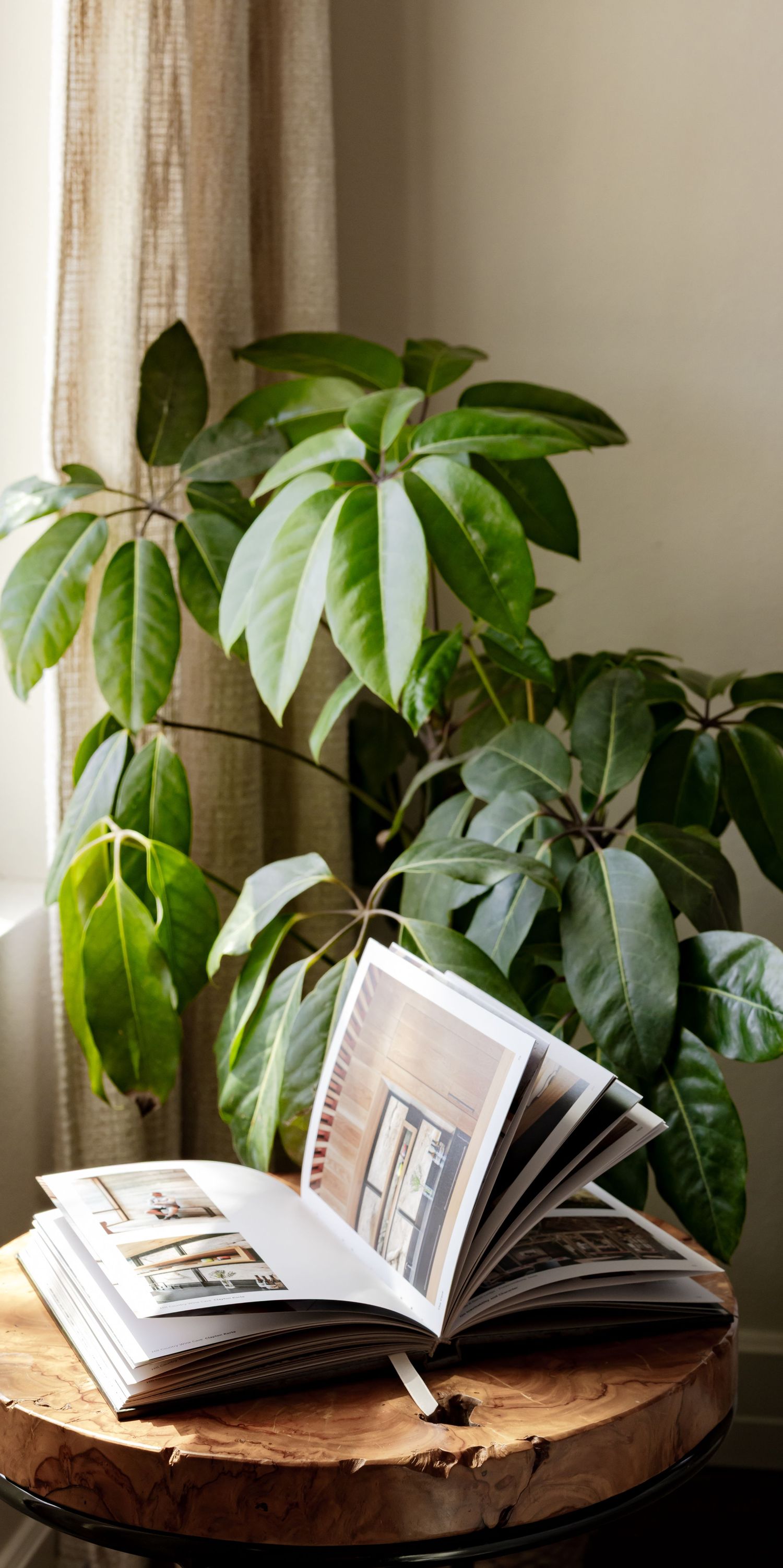 Open photo book on a rustic wood slice table with a lush green tropical plant and linen curtain in the background.