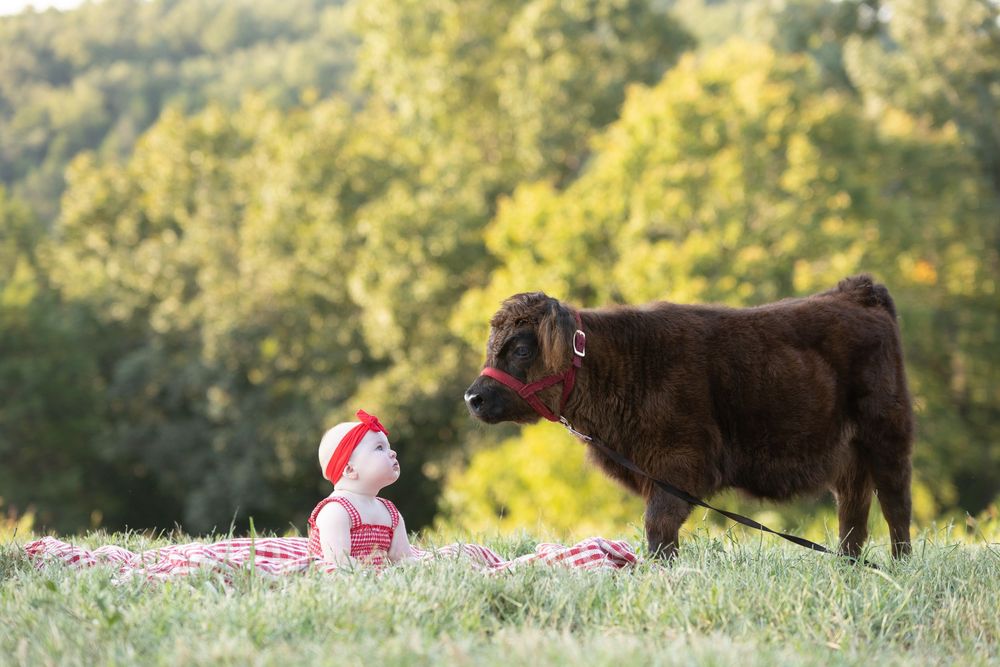 A person in red and white sits in a grassy field befriending a curious brown calf on a summer afternoon.