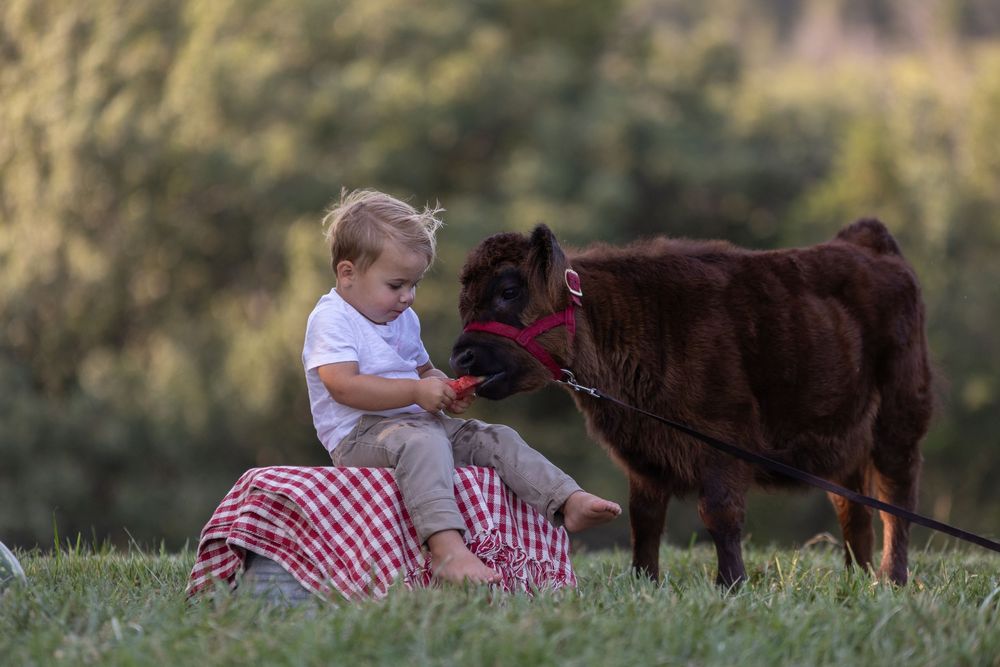 A red and white gingham dress wearing person shares tender moments with a brown calf in a sunny meadow.