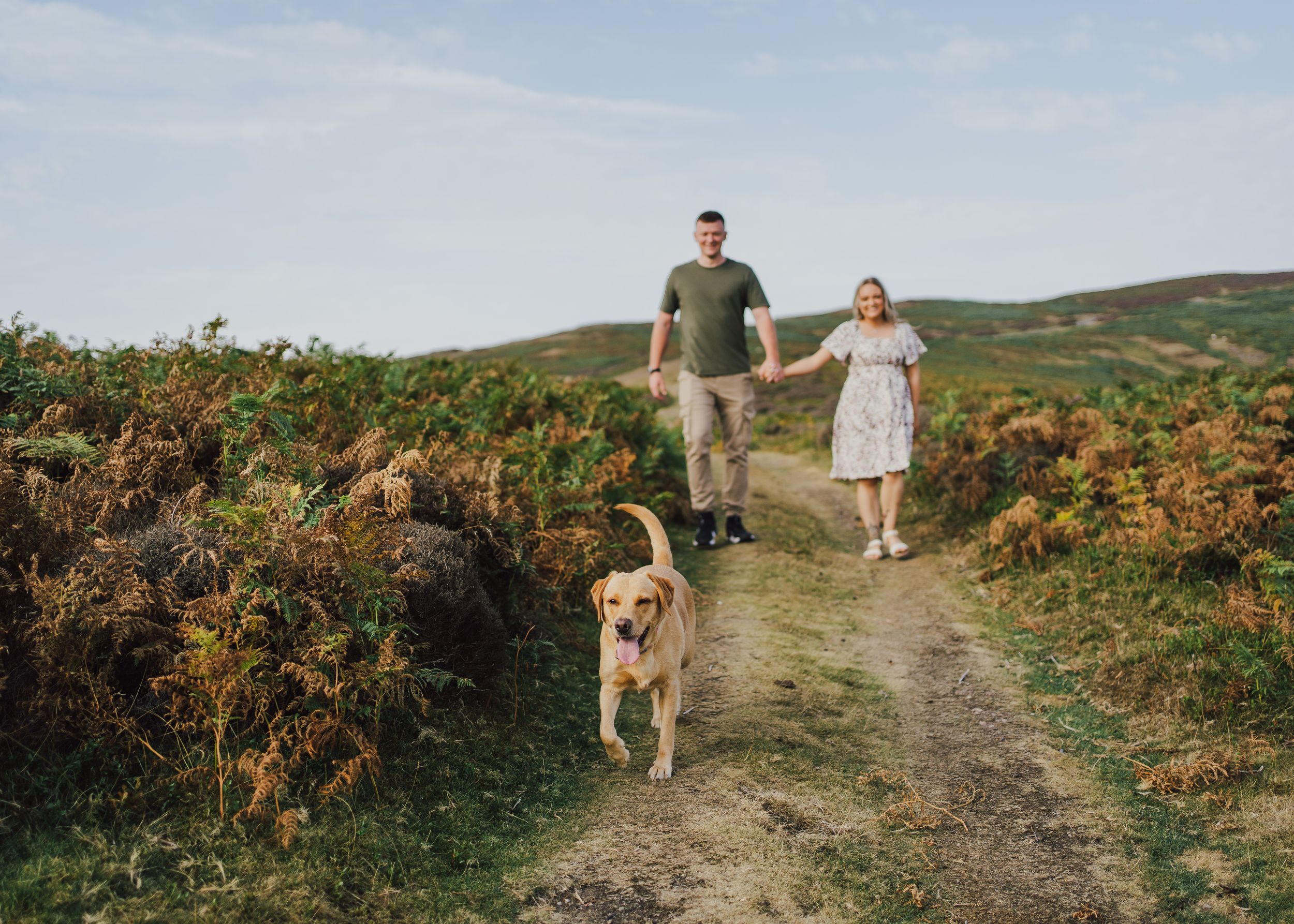 A couple walks their golden retriever dog along a scenic rural path surrounded by flowering gorse bushes on a sunny day.