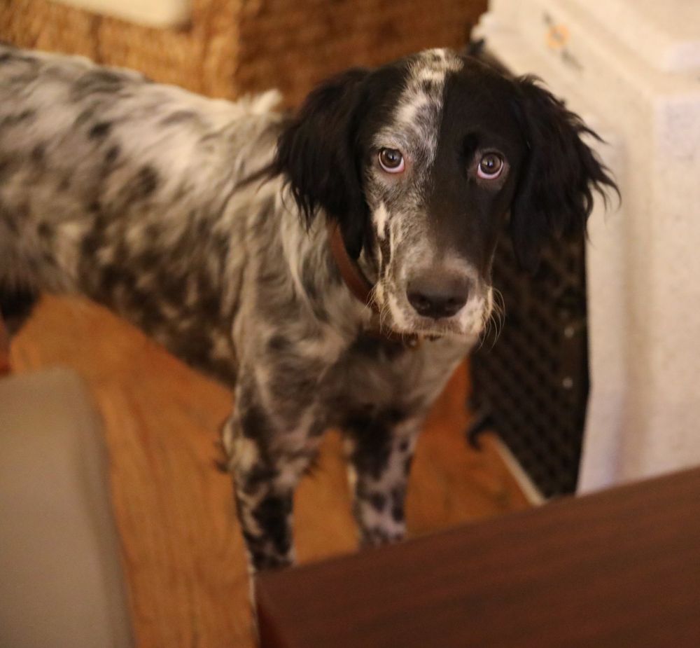 This dog can hunt.  Lewellyn Setter.