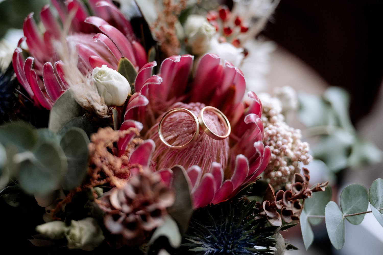 Nahaufnahme-Makrofotografie von rosa Protea-Blüten mit zarten weißen Blütenblättern und dunklen Blütenmitten bei natürlichem Licht.