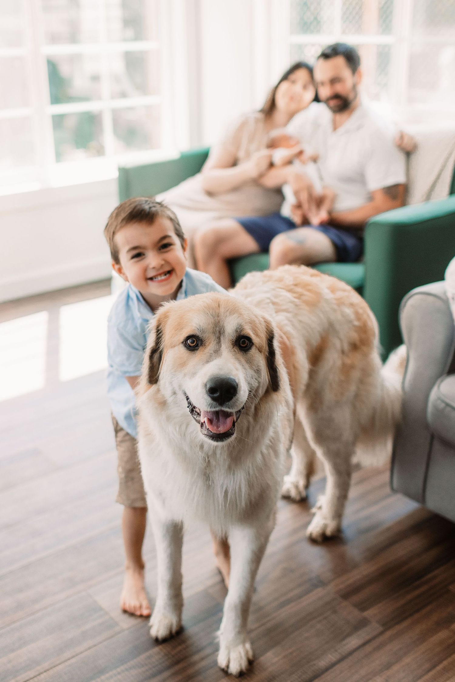 A sequence of four photos showing a happy fluffy dog walking on a hardwood floor with a green couch in the background.