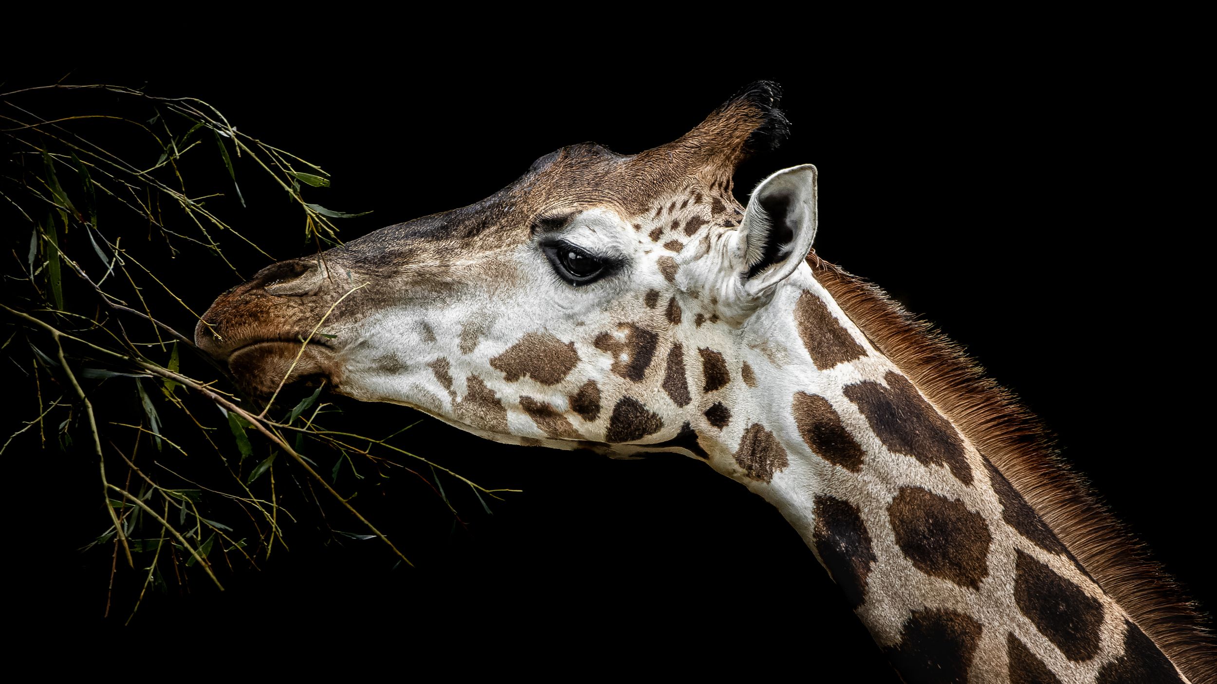John Peters Photography