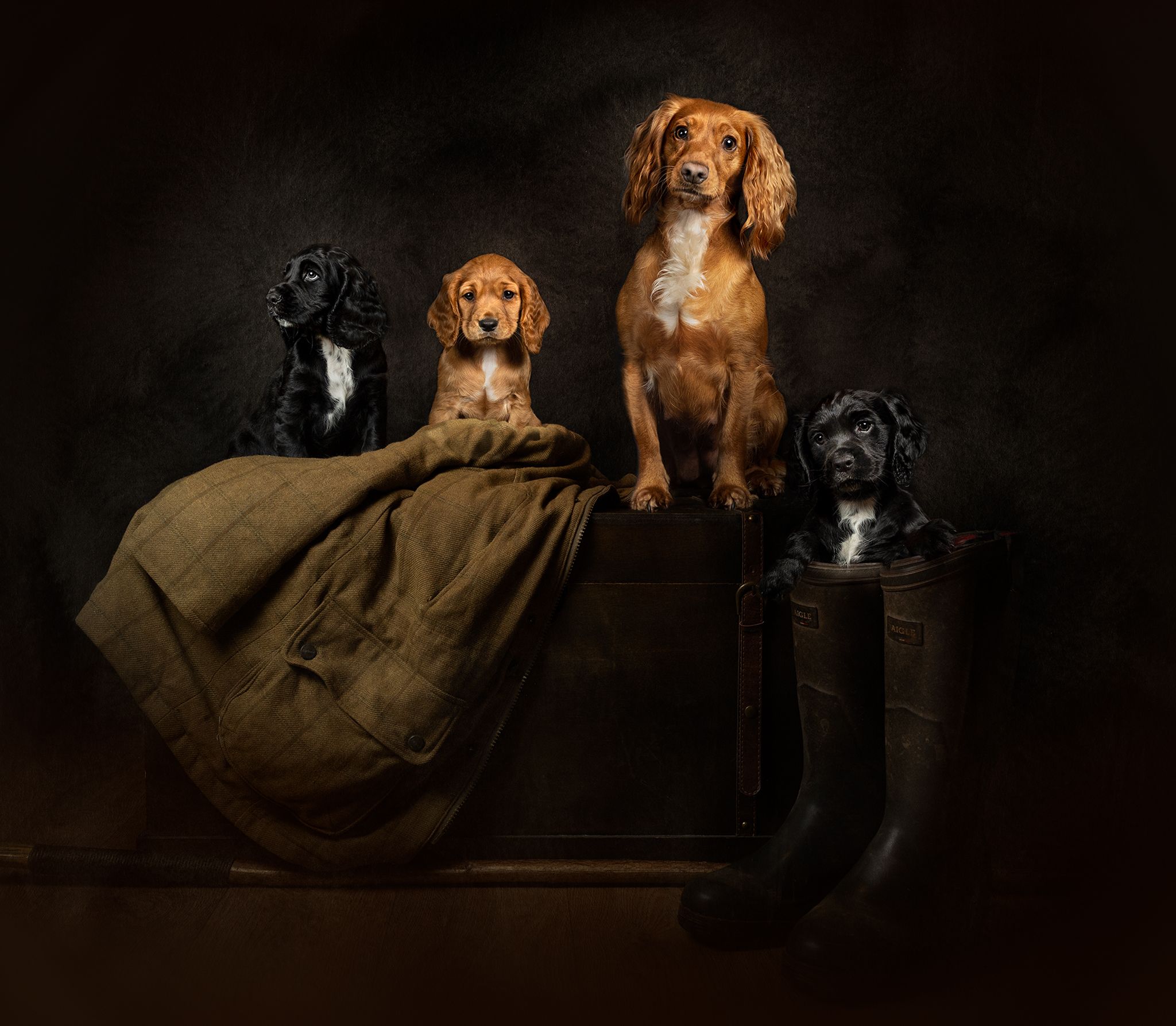 Cheshire Gundog photorgaphy