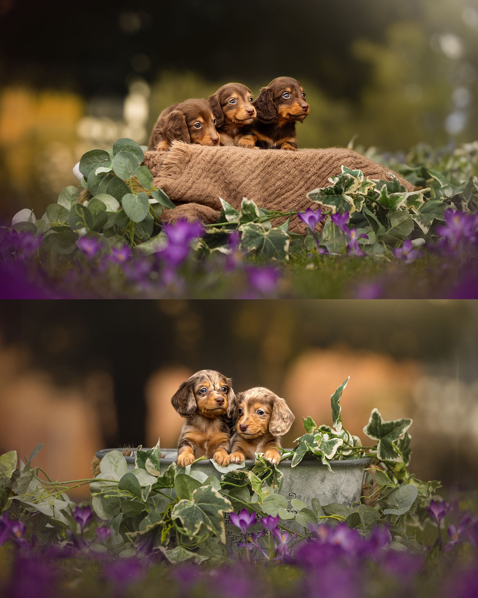 dachshund puppies photoshoot