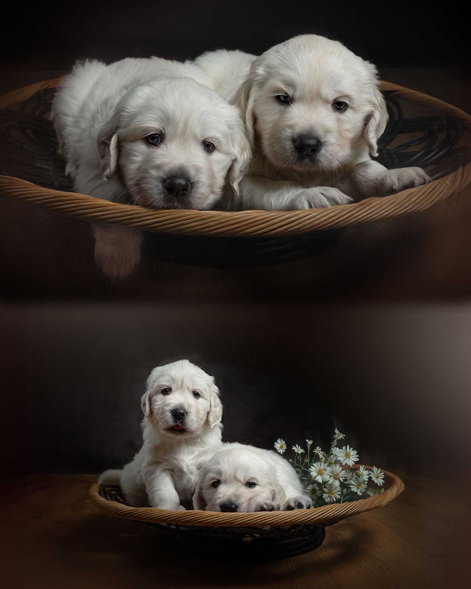 puppy litter photography breeder Cheshire