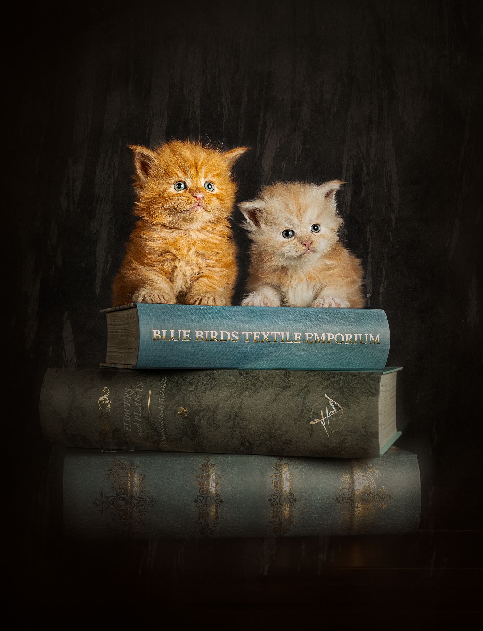 maine coone kittens photoshoot manchester