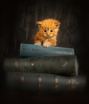cute ginger maine coone kitten cheshire