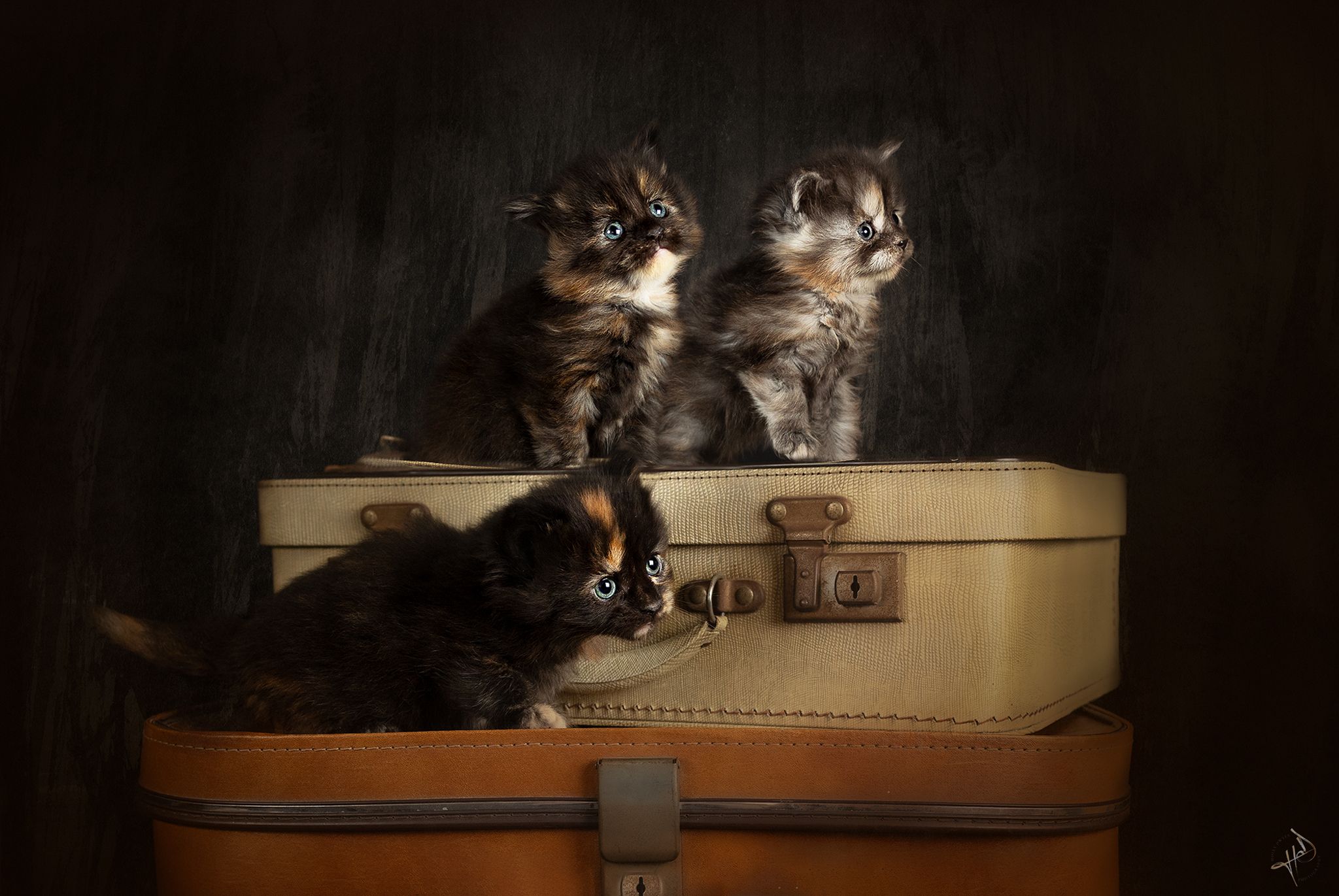 cute kittens manchester maine coones