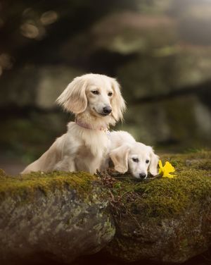 white/silver/cream dachshund puppy