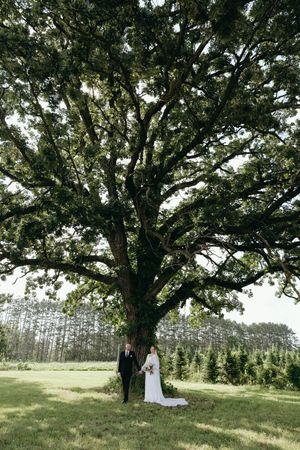 A grand oak tree stands in a lush green field with evergreen forest in the background.