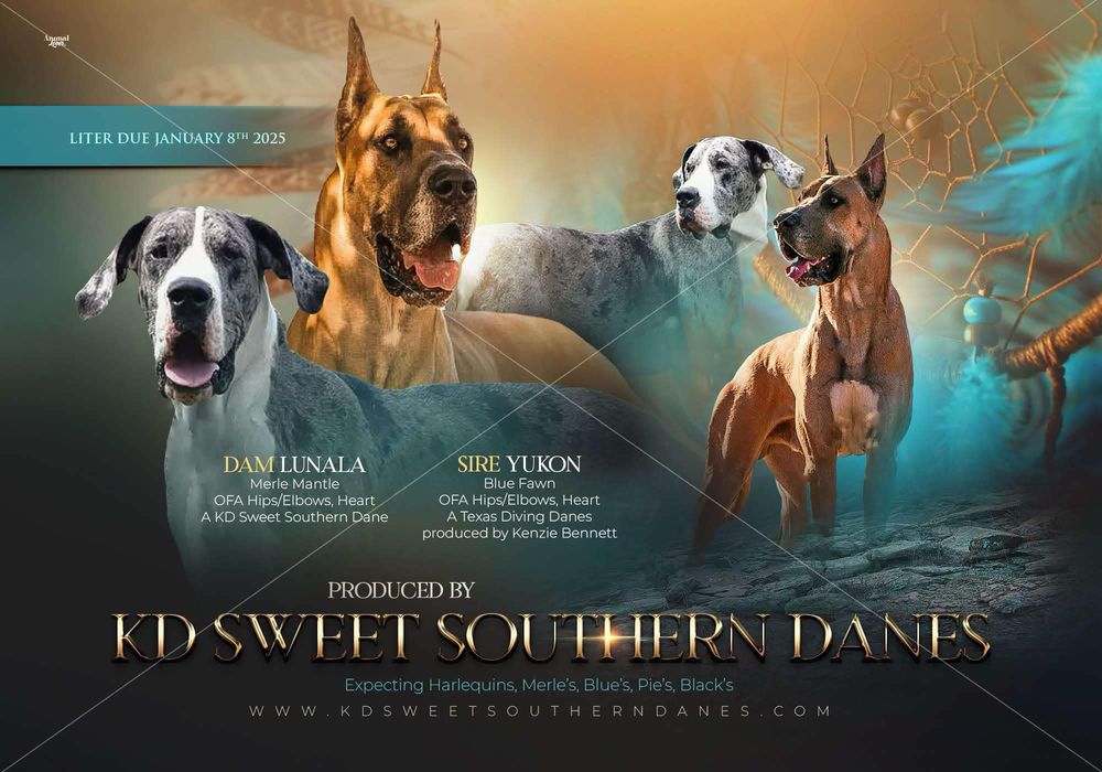 Cinematic banner featuring Great Danes in dramatic lighting and mystical atmosphere.