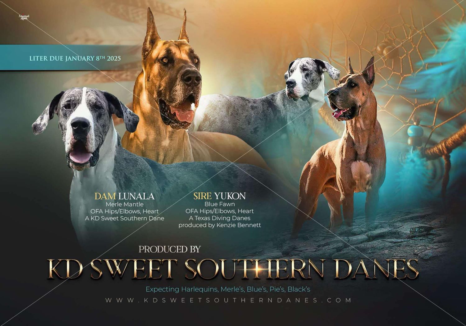Cinematic banner featuring Great Danes in dramatic lighting and mystical atmosphere.