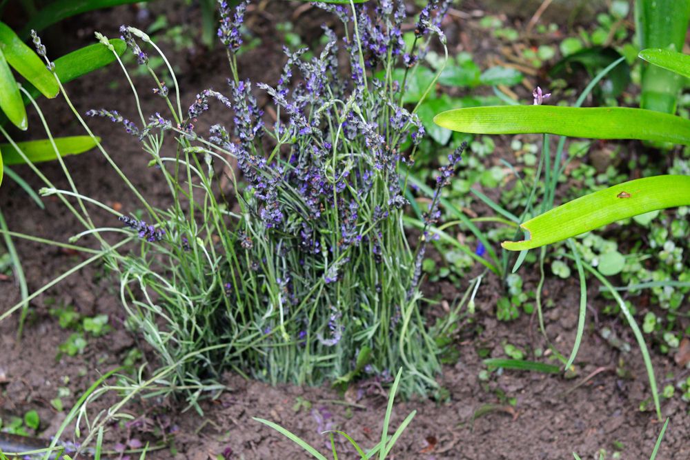 Purple lavender flowers blooming in a garden with green foliage.